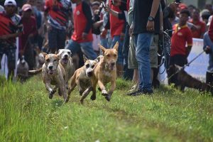 Olahraga Buru Babi Sebuah Hobi