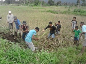 Warga Kampung Tapi Basmi Hama Tikus