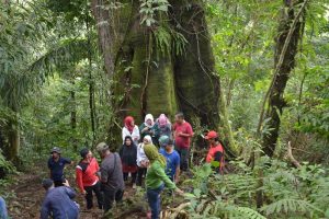 Icon Wisata Bukit Manampiak, Pohon Besar Usia 250 Tahun