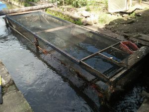 Warga Manfaatkan Saluran Irigasi Untuk Beternak Ikan