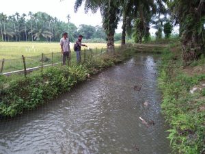 Budidaya Ikan Nila, Potensi Menjanjikan Warga Padang Tongga