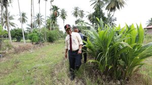 Bupati Targetkan 125 Ribu Bibit Kelapa di Lubuk Basung