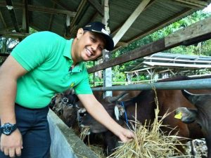 Hewan Qurban di Tanjung Mutiara Capai 125 Ekor Sapi