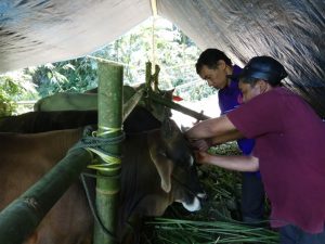 Jumlah Hewan Qurban di Baso Meningkat. Putaran Dana Capai Rp.6,5 M