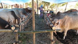 Sapi Qurban di Tanjung Raya Naik Jadi 383 Ekor, Putaran Dana Capai Rp.6,7 M