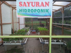 Budidaya Hidroponik di Pekarangan Kantor Camat Sungai Pua