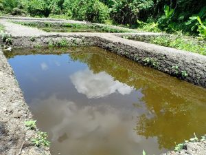 Warga Manggopoh Giatkan Budidaya Ikan Tawar
