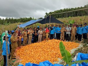 Bupati Panen Jagung di Palembayan