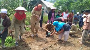 1 Ton Bibit Kedele Dikembangkan di Kamang Magek
