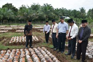 Agam Targetkan 30 Ribu Batang Bibit Kelapa Tersalurkan Selama 2018