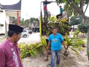 Camat Lubuk Basung Bagikan 1.500 Batang Bibit Kelapa Gratis
