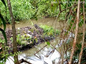 Telur Buaya Muara Menetas di Perkebunan Warga Agam