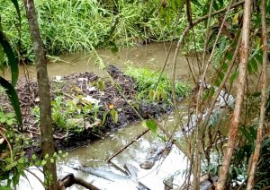 Pasca Telur Menetas di Kebun Warga, Buaya Muara Siapkan Jalur Menuju Habitatnya