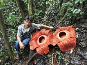 Lagi, Bunga Raflesia Ditemukan Mekar di Agam