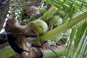 Menengok Jasa Tukang Beruk, Bisa Dibayar Uang dan Buah Kelapa