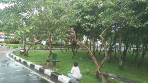 Memetik Buah Manis Agam Menyemai, Semai Kebaikan dan Kenangan Masa Kecil