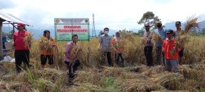 Produksi Benih Unggul Lokal Minim, Distan Agam Dorong Ciptakan Petani Penangkar Melalui SL