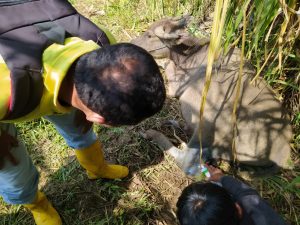 BKSDA Agam Catat 6 Kasus Konflik Manusia Dengan Satwa Liar Sejak Januari