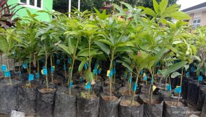 BKSDA Agam Bagikan 9.000 Bibit Tanaman Untuk Masyarakat