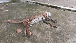 Warga Garagahan Temukan Satwa Dilindungi Mati di Pinggir Jalan
