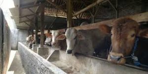 Perantau Tidak Pulang, Jumlah Sapi Yang Dipotong di Agam Menurun
