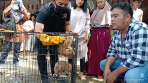 Warga Sungai Jariang Serah 2 Ekor Kukang ke BKSDA Agam