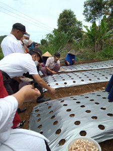 Genjot Pengembangan Bawang Putih, Pemkab Agam Siapkan Lahan 10 Ha Tahun Ini