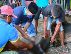 Semangat Berkurban di Masa Pandemi, Surau Cubadak Kurban 10 Ekor Sapi