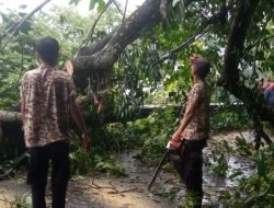 Pohon Tumbang Di Kelok 5, Puluhan Kendaraan Terjebak Macet