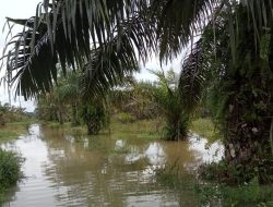 Banjir Kiriman Rendam Tiku V Jorong, Puluhan Rumah di Gadih Angik Tergenang