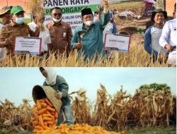 Di Agam Tahun 2021 Produksi Padi Turun, Jagung Naik