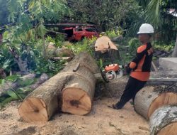 Minimalisir Risiko Bencana, BPBD Agam Tebang Pohon Yang Berpotensi Tumbang