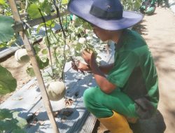Kiprah SMKN 2 Lubuk Basung, Konsisten Angkat Martabat Buah Melon