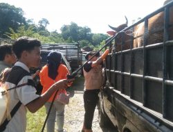 Antisipasi PMK, Distan Agam Awasi Aktivitas di Pasar Ternak