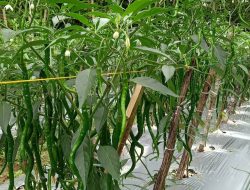 Harga Merangkak Naik, Petani Cabai di Lubuk Basung Raup Untung