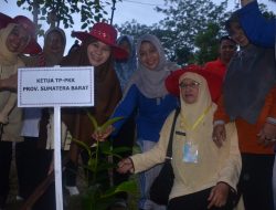 Peserta Jambore PKK Sumbar Tanam Ratusan Bibit Pohon Pelindung&nbsp;