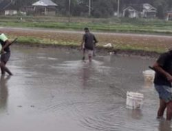 Pokdakan Talago Agam Panen Ikan Mas, Keuntungan Capai Jutaan Rupiah