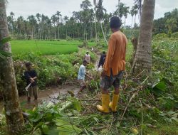 Masyarakat Simaruok Goro Bersihkan Banda Ikan Larangan
