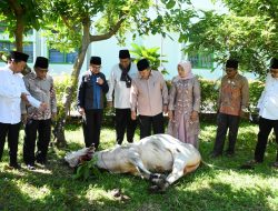 Bupati Agam Kurban 1 Ekor Sapi di Masjid Nurul Falah