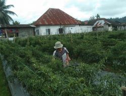 Harga Cabai Merah Keriting Meroket, Petani Untung Besar