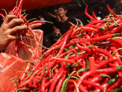 Harga Cabai Merah Makin Pedas, Tembus Rp120 Ribu Per Kilogram
