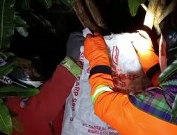 Meresahkan Warga, Damkar Agam Evakuasi Sarang Tawon di Maninjau