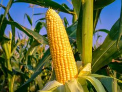 Harga Jagung di Lubuk Basung Turun