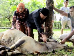 Bupati Agam dan Keluarga Berqurban 1 Ekor Sapi di Masjid Nurul Falah