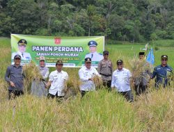 Bupati Agam Panen Perdana Sawah Pokok Murah di Sungai Cubadak
