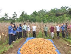 Panen Raya Jagung Warga Binaan Lapas II B Lubuk Basung, Bersama Bangun Agam Sejahtera