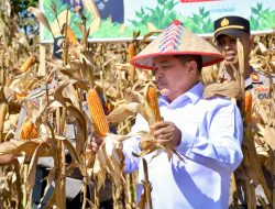 Bupati Agam Ikuti Panen Raya Jagung Serentak Kuartal II Bersama Presiden Prabowo Subianto