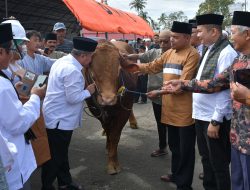 Presiden Prabowo Berikan Sapi Qurban ke Masyarakat Palembayan, Bupati Agam Lakukan Serah Terima Resmi