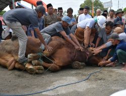 Saksikan Penyembelihan Hewan Qurban Presiden, Bupati Agam: Semoga Membawa Berkah Bagi Masyarakat Palembayan