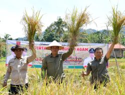 Panen SPM di Salareh Aia Timur, Sekda Agam Sebut Bukti Nyata Hasil Inovasi